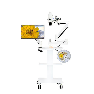 LED Dental Regional Surgical Operation and Dental Intraoral Endodontic Microscope